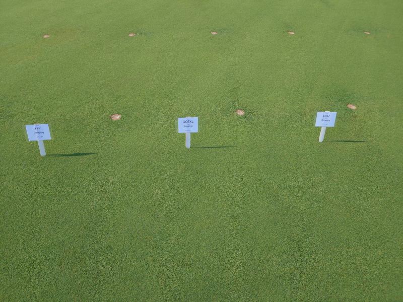 007 Creeping Bentgrass Seed – 80,000 Seeds – Disease Resistant, Full Sun